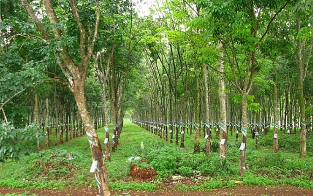 Năm 2017 lãi ròng tăng gấp đôi cùng kỳ, Cao su Tây Ninh lên kế hoạch cắt giảm lợi nhuận năm 2018 